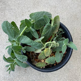 Nepeta tuberosa - 1 gallon plant
