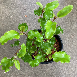 Olearia albida - 1 gallon plant