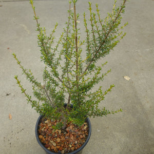 Olearia solandri - 1 gallon plant