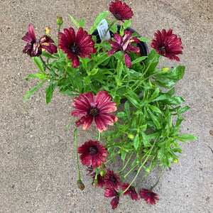 Osteospermum sp. (dark maroon flower) - 1 gallon plant