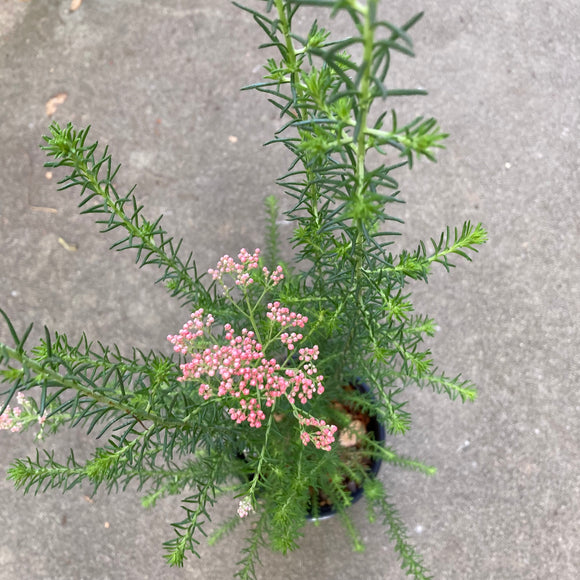 Ozothamnus diosmifolius (pink flower) - 1 gallon plant