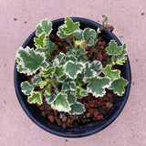 Pelargonium 'Oldbury Duet' - 1 gallon plant