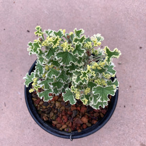 Pelargonium 'Prince Rupert Variegated' - 1 gallon plant
