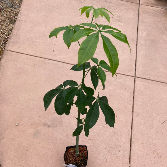 Pachira aquatica - 1 gallon plant