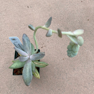 Pachyphytum werdermanii - 4 inch plant
