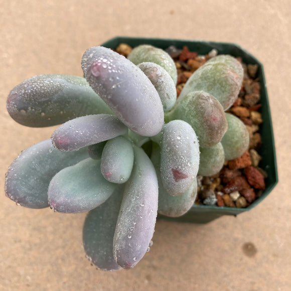 Pachyveria 'Elaine Reinelt' - 3.5 inch plant