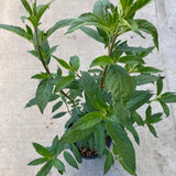 Prostanthera ‘Kallista Pink’ - 1 gallon plant