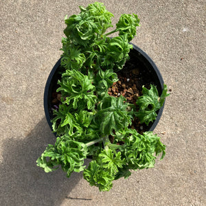Pelargonium graveolens 'Colocho' - 1 gallon plant