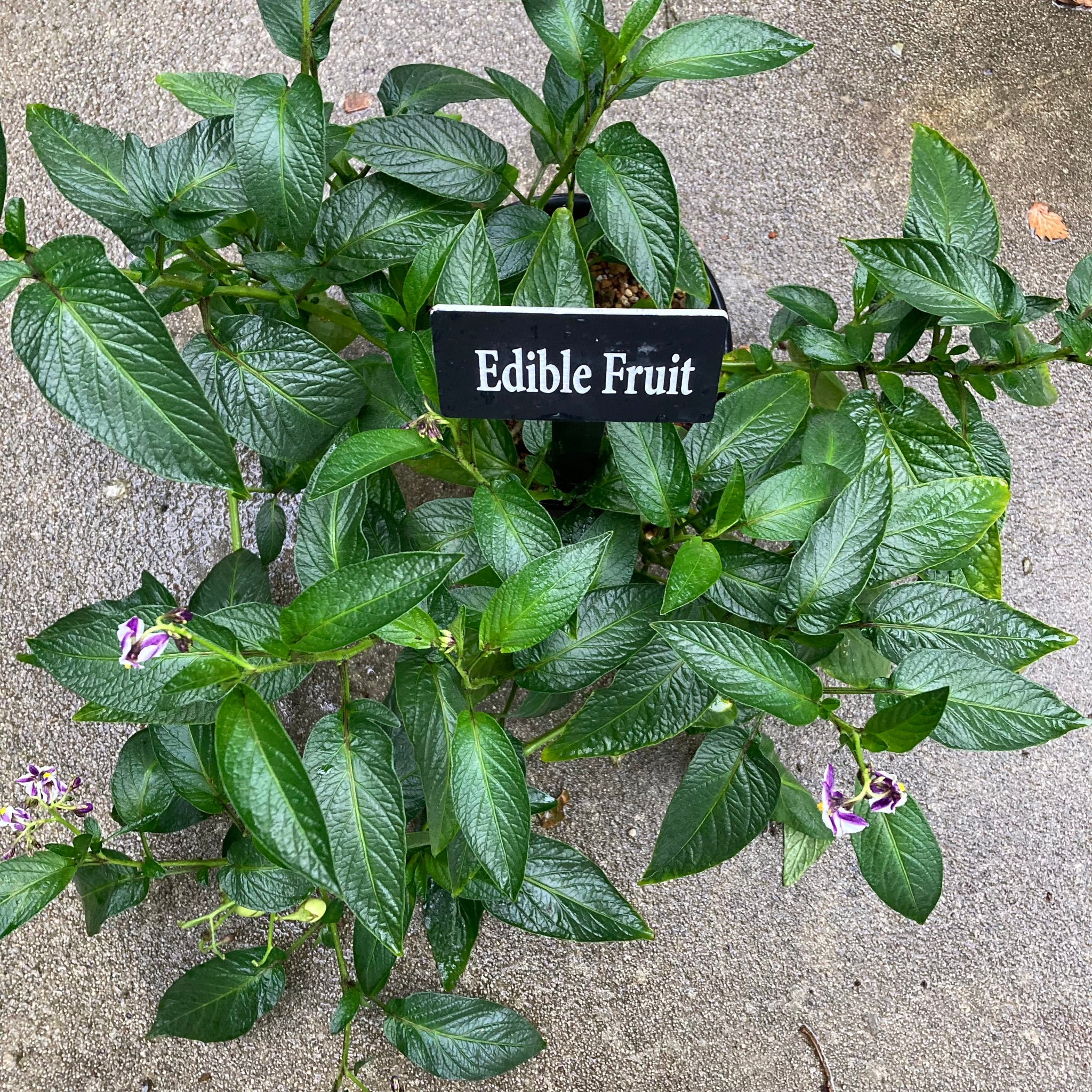 pepino gold plant Pepino Dulce 'Kendall Gold'