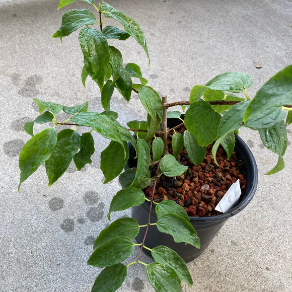 Philadelphus mexicanus - 1 gallon plant