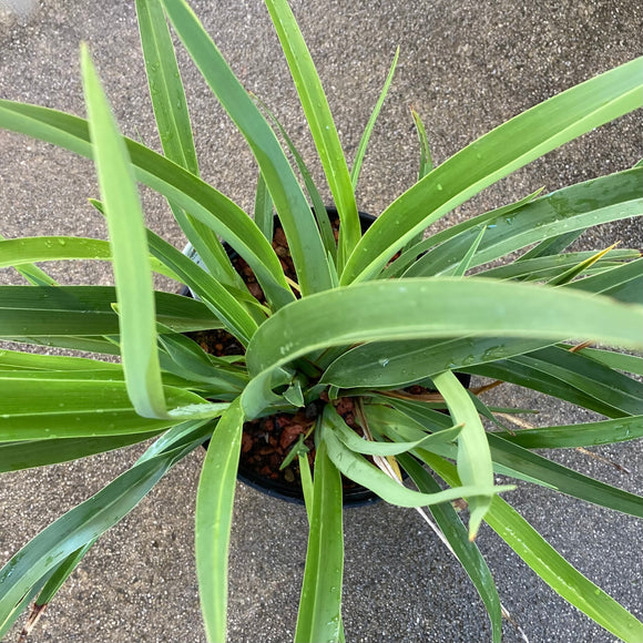 Phormium sp. - 1 gallon plant