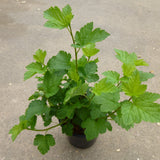 Physocarpus capitatus - 1 gallon plant