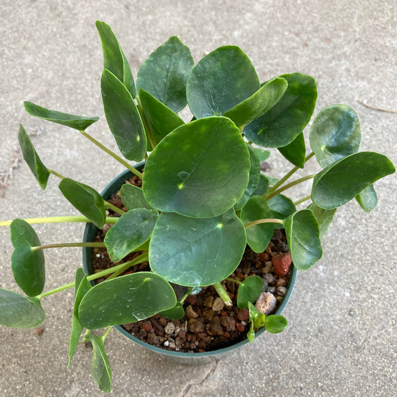 Pilea peperomioides - 5 inch plant