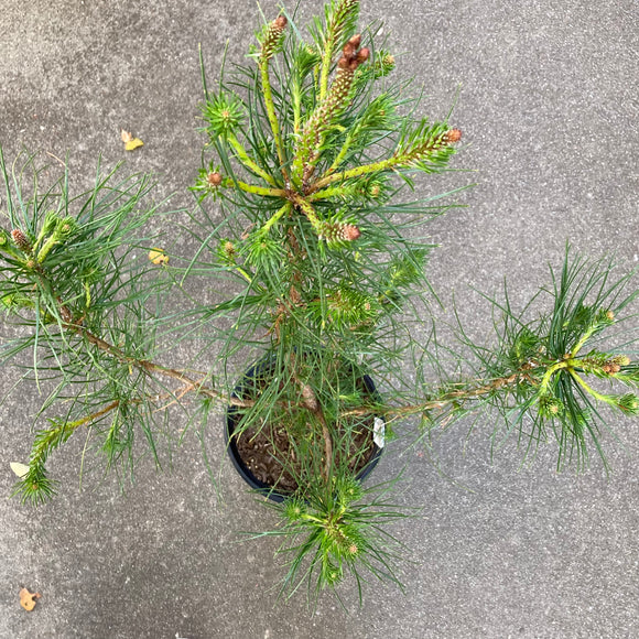 Pinus muricata - 1 gallon plant