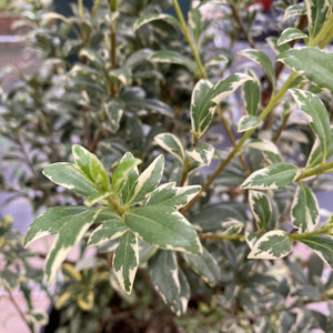 Pittosporum heterophyllum 'Variegatum' - 5 gallon plant