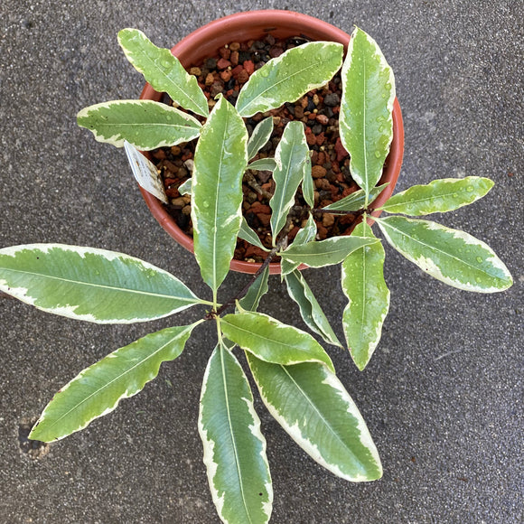 Pittosporum eugenioides 'Variegatum Minimum' - 1 gallon plant