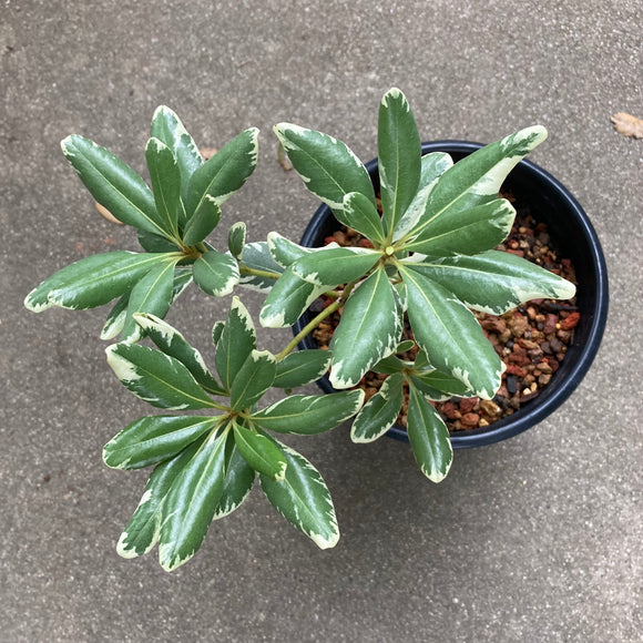 Pittosporum tobira 'Variegata' - 1 gallon plant