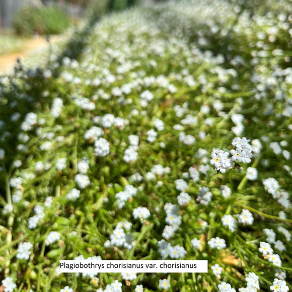 Plagiobothrys chorisianus var. chorisianus - 4 inch plant