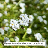 Plagiobothrys chorisianus var. chorisianus - 4 inch plant