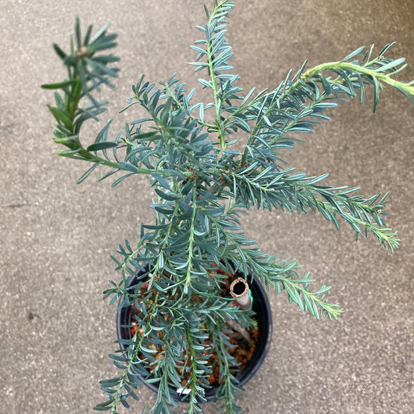 Podocarpus lawrencei - 1 gallon plant
