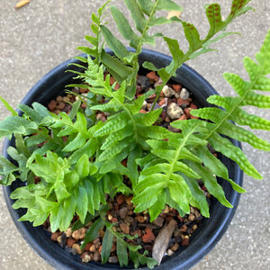 Polypodium californicum - 1 gallon plant