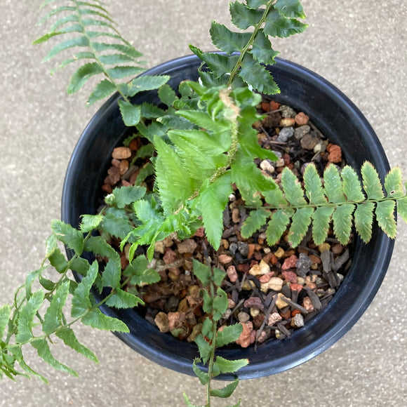 Polystichum munitum - 1 gallon plant
