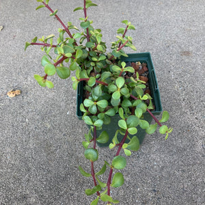 Portulacaria afra prostrata - 1 quart plant