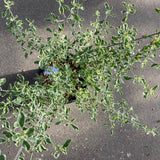 Prostanthera ovalifolia 'Variegata' - 5 gallon plant