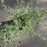 Prostanthera ovalifolia 'Variegata' - 1 gallon plant