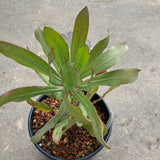 Protea 'Cardinal' - 2 gallon plant