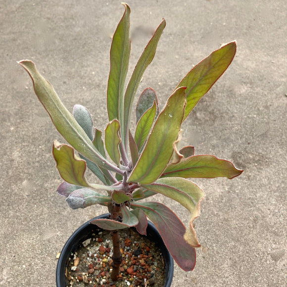 Protea laurifolia - 1 gallon plant