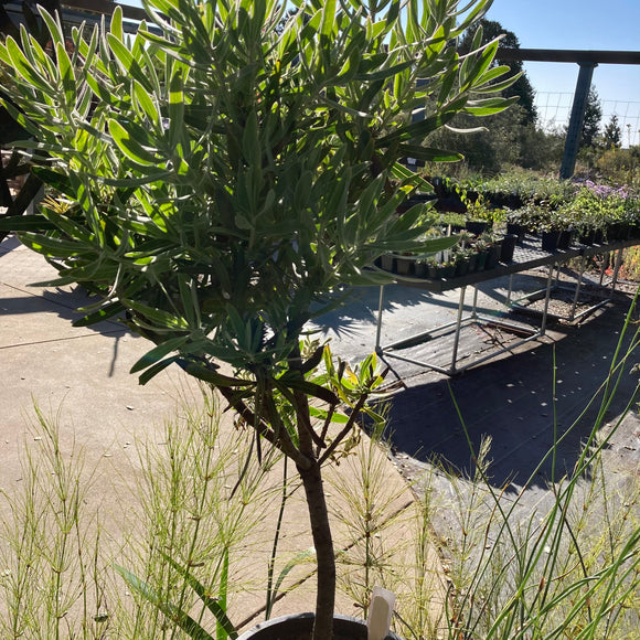 Protea sp. - 5 gallon plant