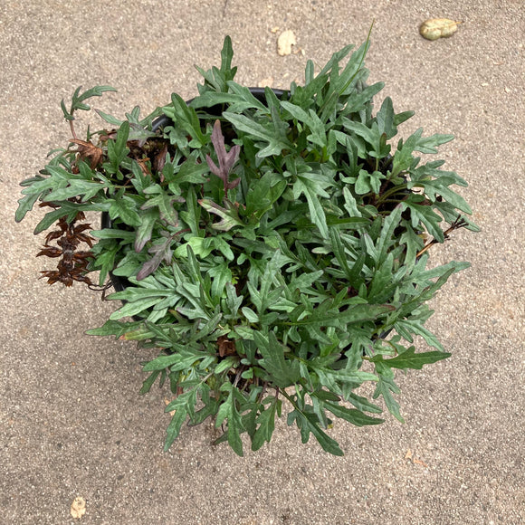 Prunella incisa - 1 gallon plant