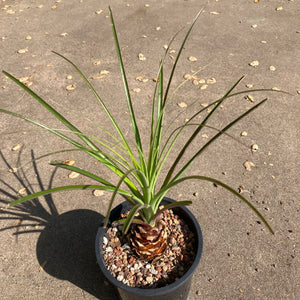 Puya chilensis - 1 gallon plant