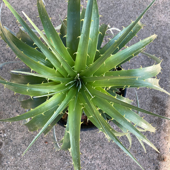 Puya venusta x alpestris - 1 gallon plant