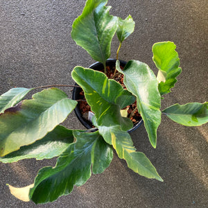 Pyrrosia lingua - 1 gallon plant
