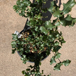 Quercus x parvula var. shrevei x agricola - 1 gallon plant