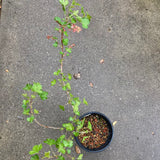 Ribes x gordonianum - 1 gallon plant