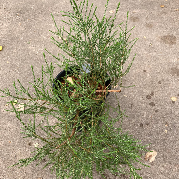 Regelia cymbifolia - 1 gallon plant