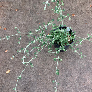 Rhagodia spinescens - 1 gallon plant