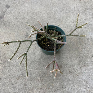 Rhipsalis pilocarpa - 4 inch plant