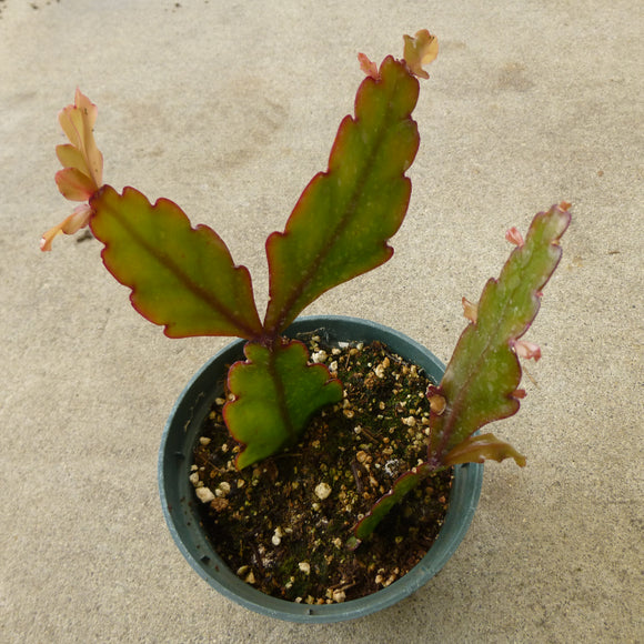 Rhipsalis crispata - 4 inch plant
