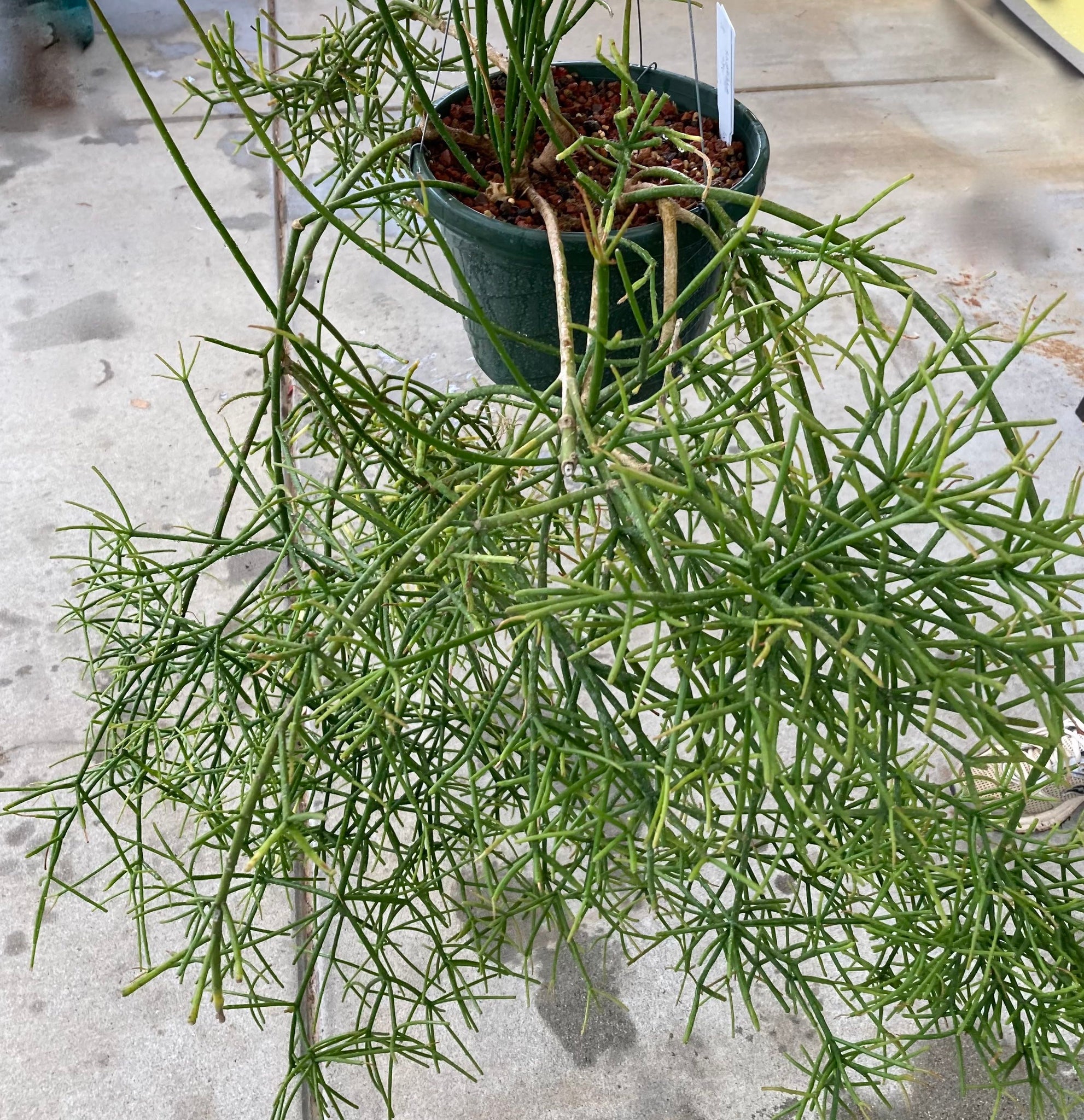 rhipsalis hanging plant Rhipsalis sp