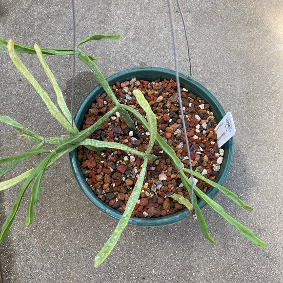 Rhipsalis micrantha - 8 inch hanging plant