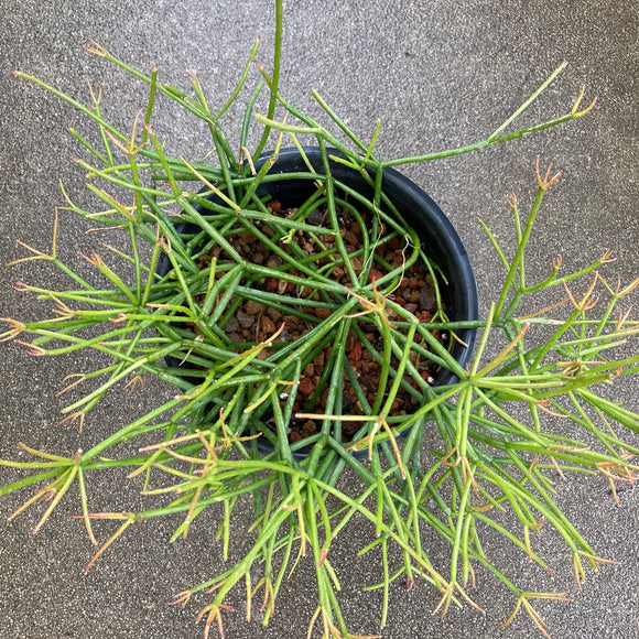 Rhipsalis quellebambensis - 1 gallon plant