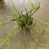 Rhipsalis sp. - 6 inch hanging plant