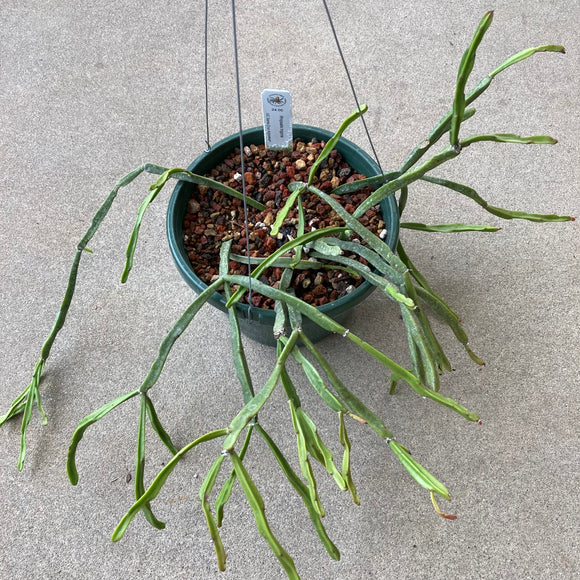 Rhipsalis trigona - 8 inch hanging plant