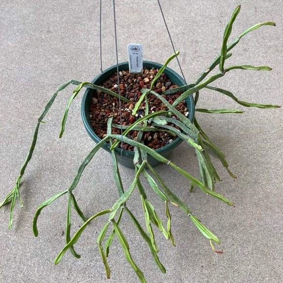 rhipsalis hanging plant Rhipsalis trigona