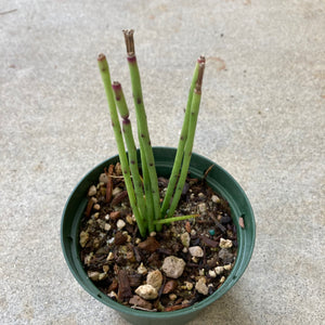 Rhipsalis sp. - 4 inch plant