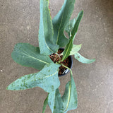 Rudbeckia maxima - 1 gallon plant